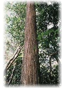 タヒボの樹