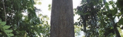 タヒボNFDの原木
